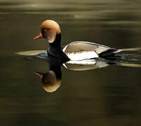 Red-crested Pochard