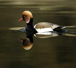 Nette rousse