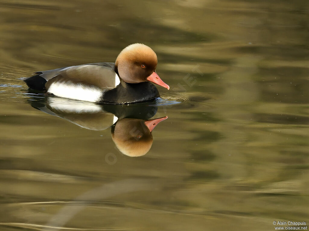 Red-crested Pochard male adult breeding, identification