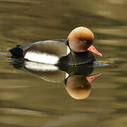 Red-crested Pochard