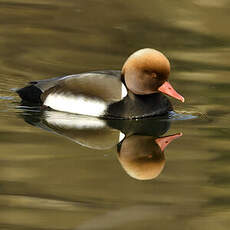 Nette rousse