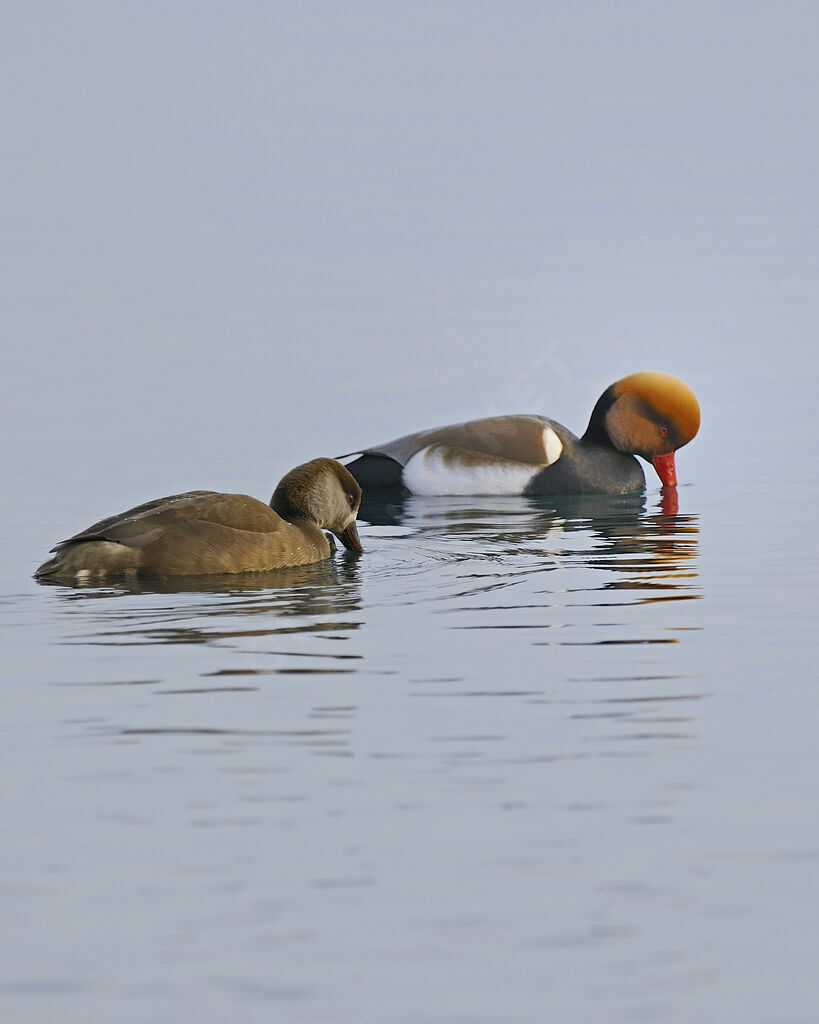 Nette rousse adulte nuptial, identification, Nidification, Comportement