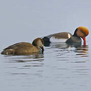 Red-crested Pochard