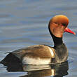 Nette rousse