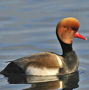 Red-crested Pochard