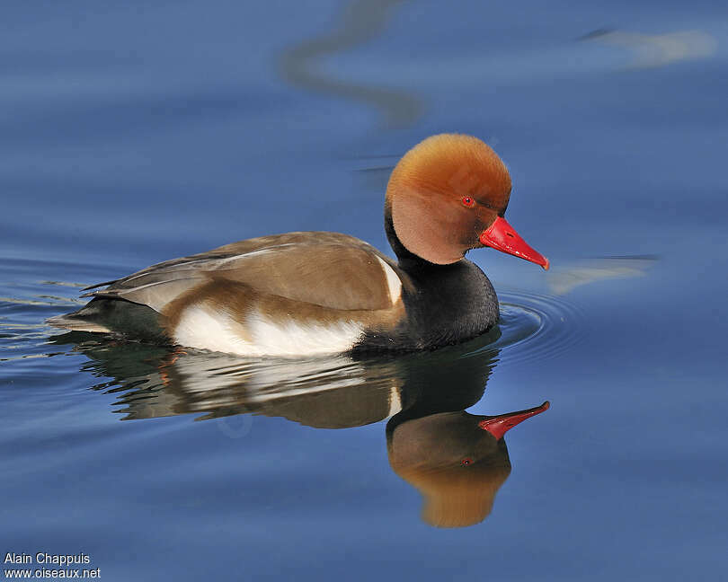 Red-crested Pochard male adult, identification