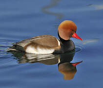 Red-crested Pochard