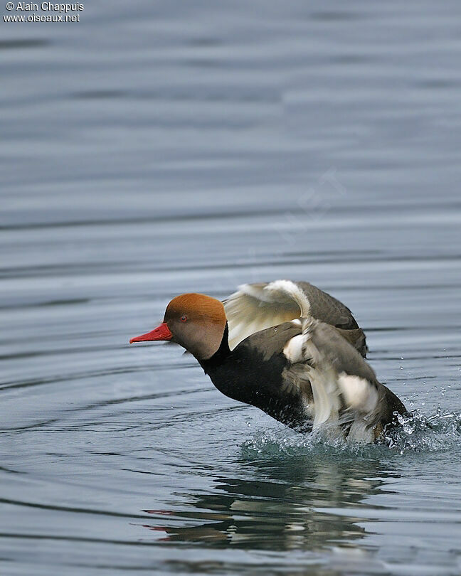 Red-crested Pochard male adult post breeding, identification, Behaviour