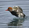 Nette rousse