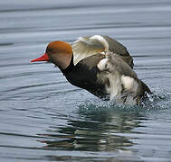 Red-crested Pochard