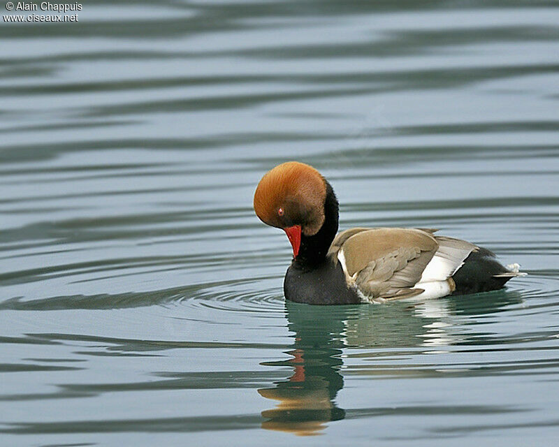 Red-crested Pochard male adult, identification, Behaviour