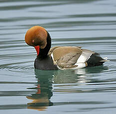 Nette rousse