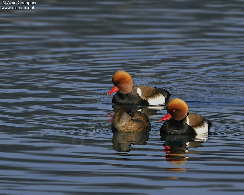 Nette rousse adulte, identification, Comportement