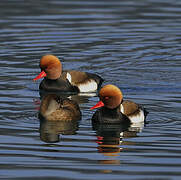 Red-crested Pochard