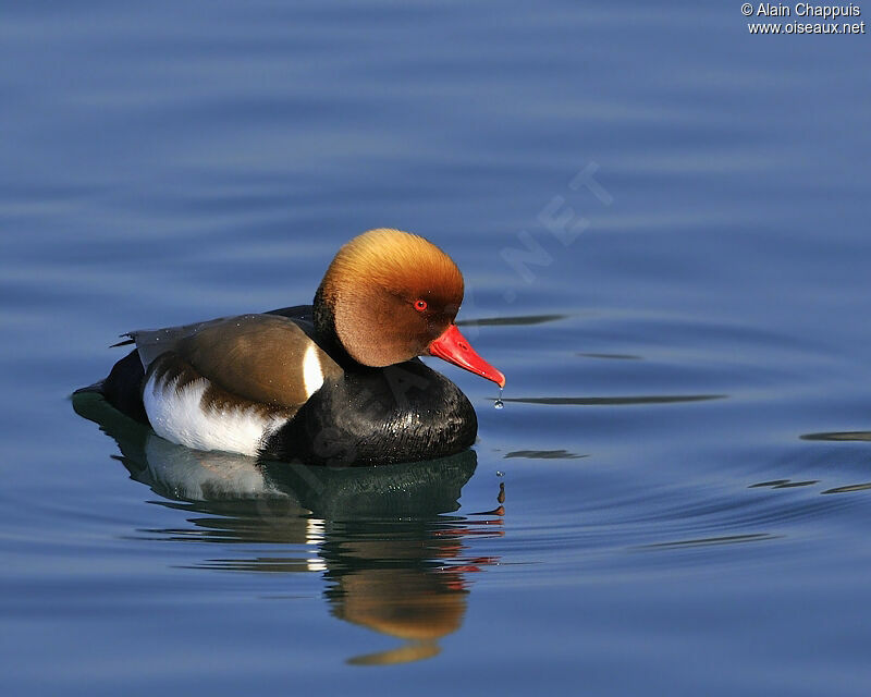 Red-crested Pochard male adult breeding, identification, Behaviour