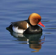 Red-crested Pochard