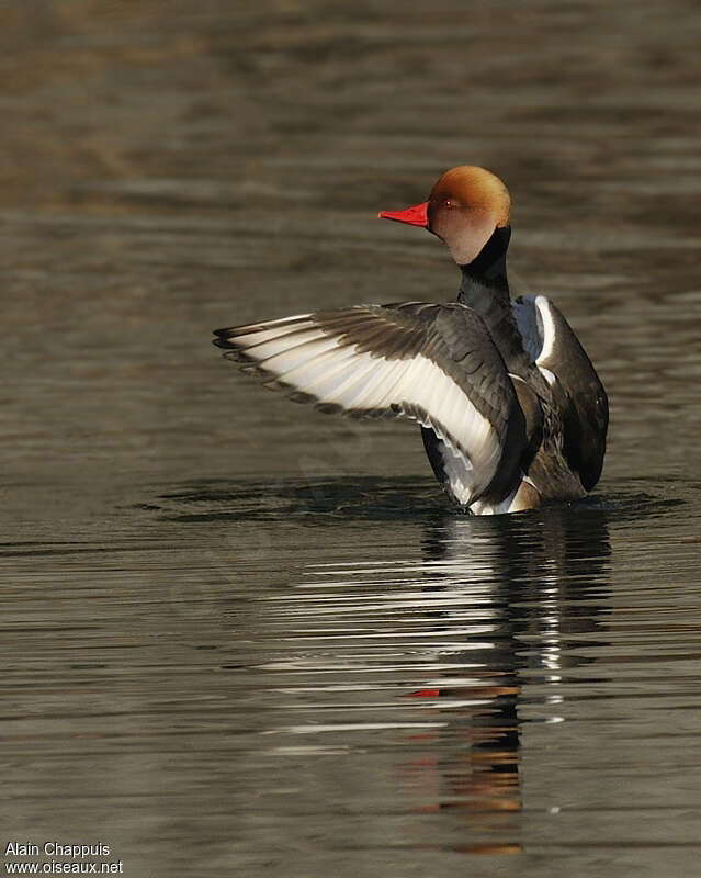 Red-crested Pochard male adult breeding, Behaviour