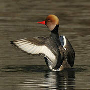 Red-crested Pochard