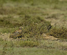 Eurasian Stone-curlew