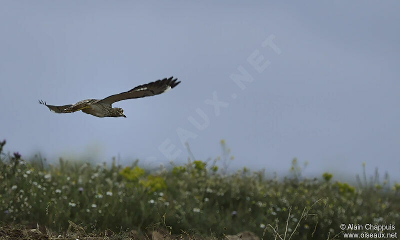 Eurasian Stone-curlewadult breeding, Flight