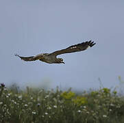 Eurasian Stone-curlew