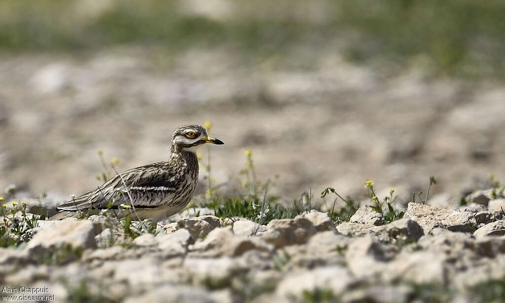 Eurasian Stone-curlewadult, identification