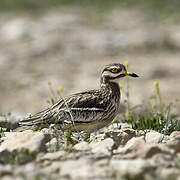 Eurasian Stone-curlew