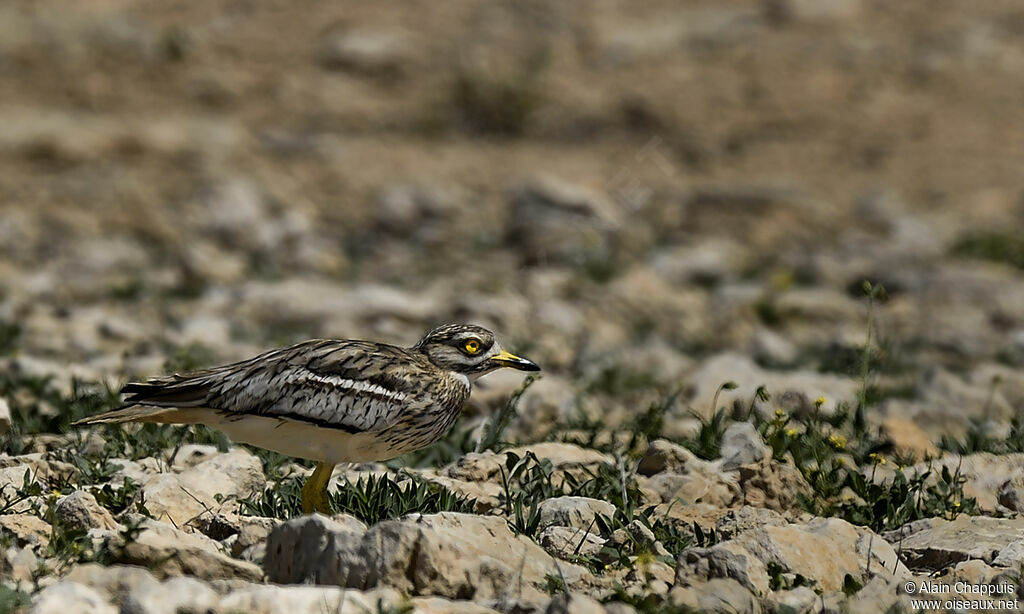 Eurasian Stone-curlewadult, identification, Behaviour