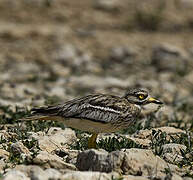 Eurasian Stone-curlew