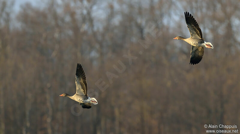 Greylag Gooseadult post breeding, identification, Flight, Behaviour