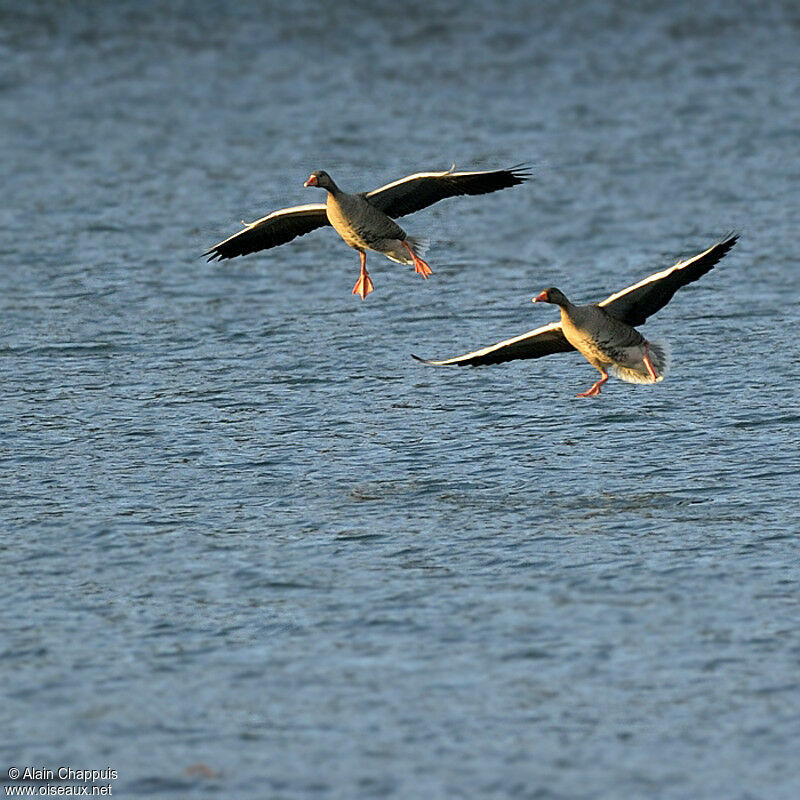 Greylag Gooseadult post breeding, Flight