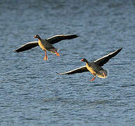 Greylag Goose