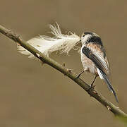 Long-tailed Tit