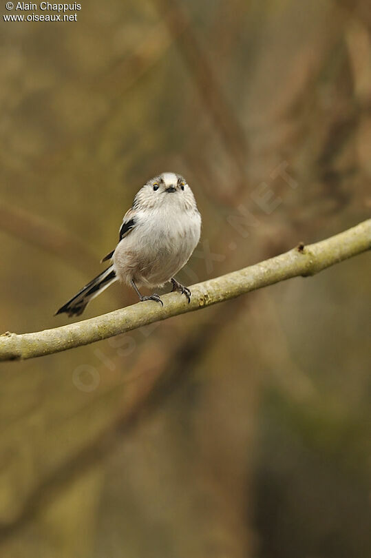 Long-tailed Titadult, identification, Behaviour