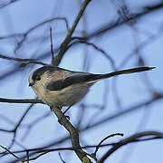 Long-tailed Tit