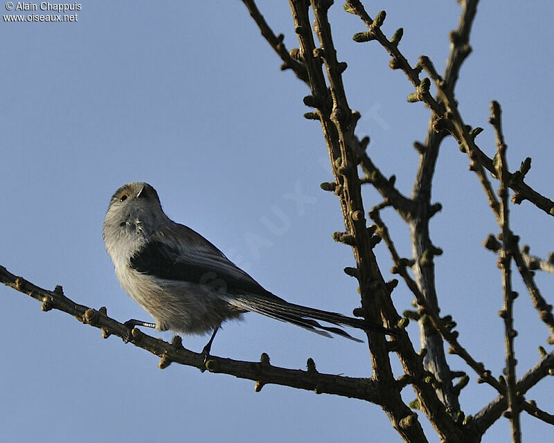 Orite à longue queueadulte, identification