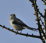 Long-tailed Tit