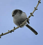 Long-tailed Tit