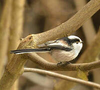 Long-tailed Tit