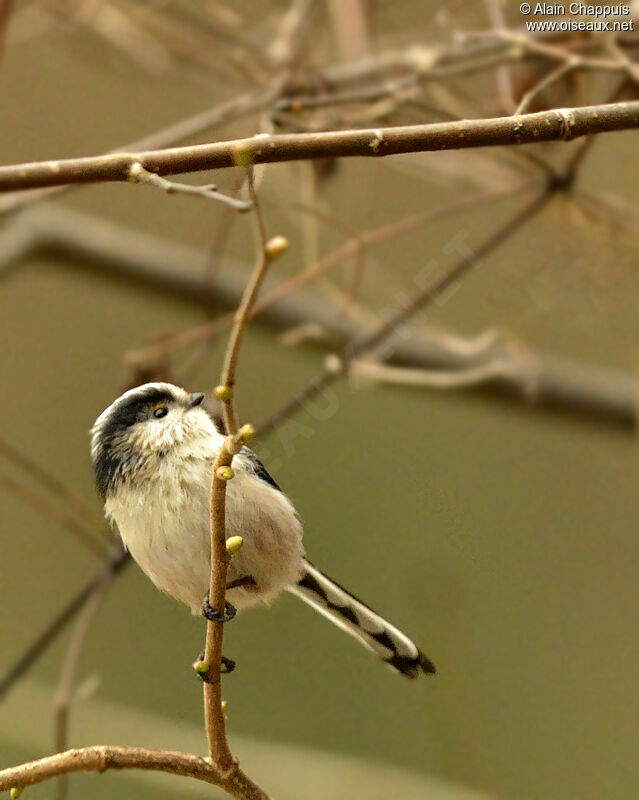 Long-tailed Titadult, identification, Behaviour