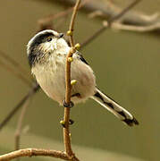 Long-tailed Tit