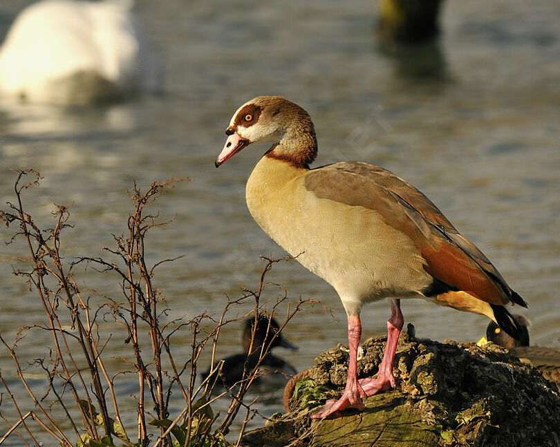 Egyptian Goose