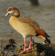 Egyptian Goose