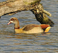 Egyptian Goose