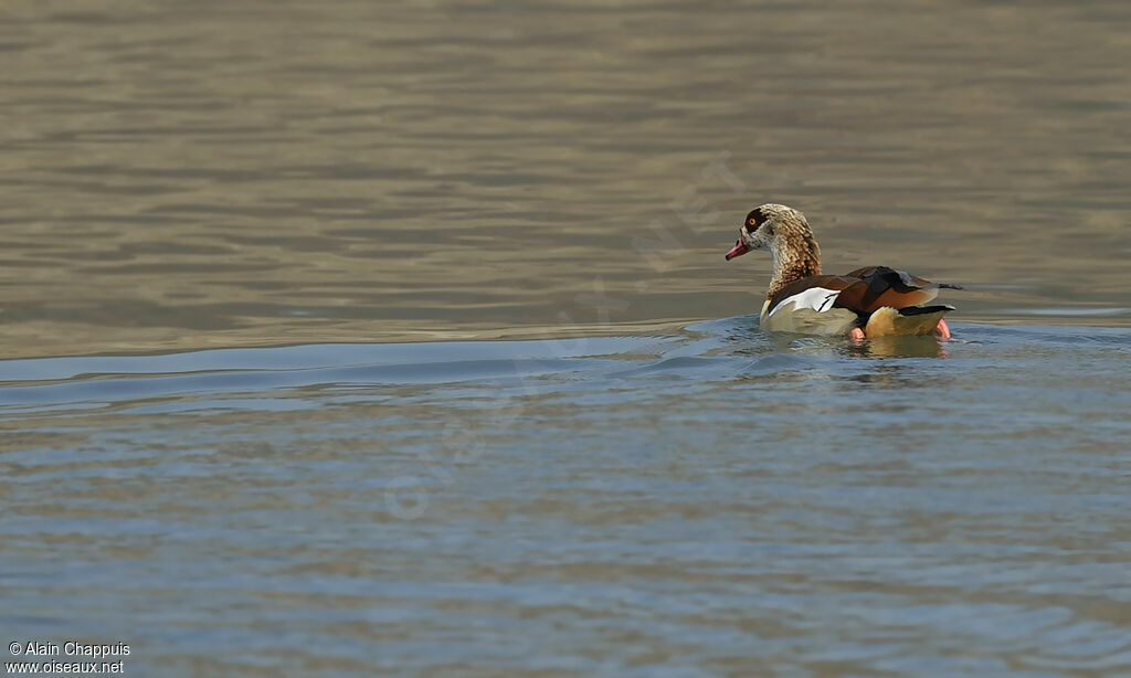 Egyptian Gooseadult, identification, Behaviour