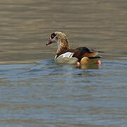 Egyptian Goose