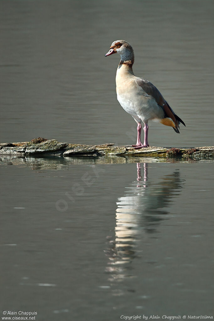 Egyptian Goose male adult breeding