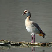 Egyptian Goose