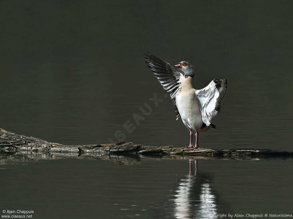 Egyptian Goose