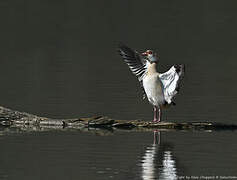 Egyptian Goose